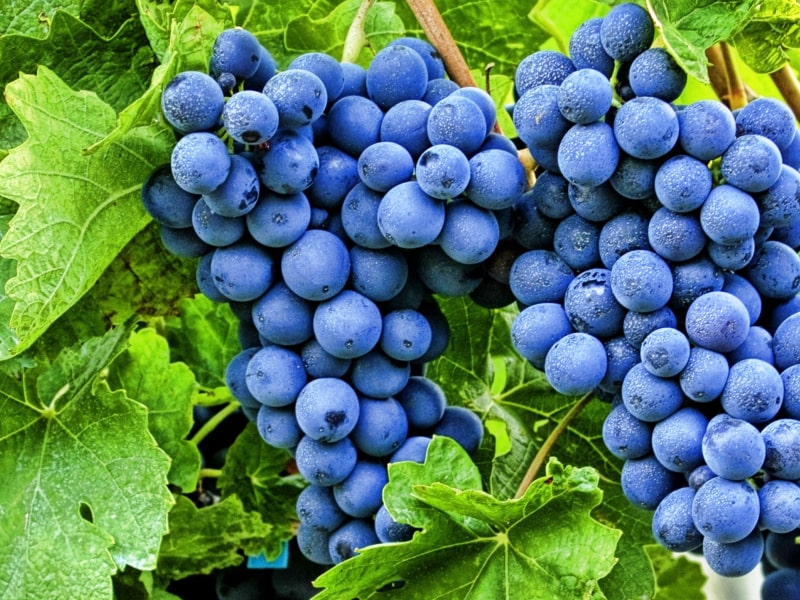 Grapes