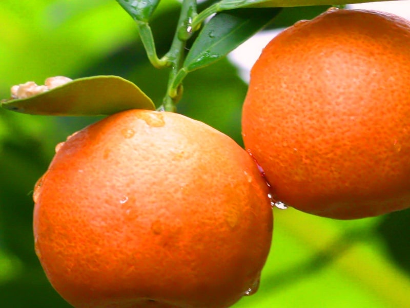 Tangerines